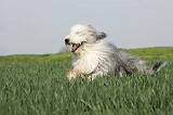 BEARDED COLLIE 111